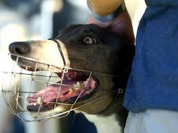 Gap is currently the only greyhound rehoming group recognised in wa able to issue green collars. Wa To Scrap Muzzles For Pet Greyhounds The Canberra Times Canberra Act