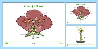 The stigma receives the male pollen grains during fertilization, when they travel through the style to the ovary. Parts Of A Flower Labelling Worksheet Teacher Made