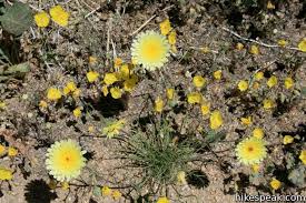 Check spelling or type a new query. Joshua Tree Wildflowers Hikespeak Com
