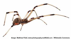 35 types of spiders with identification