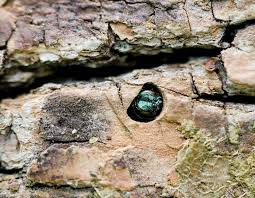 Emerald Ash Borer Mdc Discover Nature