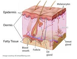 Cross section layers of normal skin and skin with psoriasis plaque formation. Skin Layers Labelled Kaleidoscope Fighting Lupus
