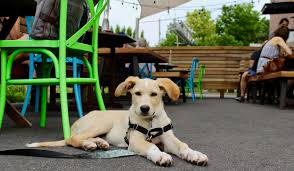 dog friendly restaurant patios in boston