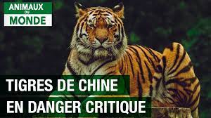 Une espèce menacée de disparaître - Tigre de Chine Images?q=tbn:ANd9GcRg21GFsI0ZgBmfBP8S1ZpbALl4Ar7e4Gj9S0svFVSs1oMjBxy-ny8HlPhC37x8pgs8Tjg&usqp=CAU