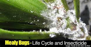 mealy bugs how to get rid of mealybugs