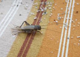 Crickets are orthopteran insects which are related to bush crickets, and, more distantly, to grasshoppers. Cricket Facts And Keeping Crickets As Pets The Old Farmer S Almanac