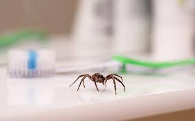 How To Get Spiders Out Of Your Aiken Home