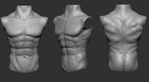 The chest wall is a complex system that provides rigid protection to the vital organs such as the heart, lungs, and liver; Tomas Sosto Male Chest Anatomy Practice