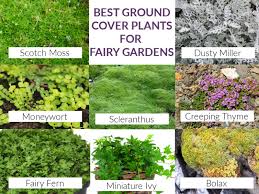Fairy Garden Plants