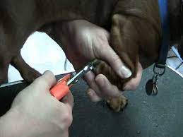 how to clip nails on a daschund you