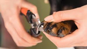how to stop a dog s nail from bleeding