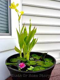 Easy Diy Container Water Gardens The
