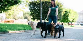 (caring for pets in a customer's home). Dog Sitter Dog Walker Insurance Small Business Liability Insurance
