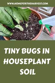 tiny bugs in houseplant soil how to