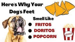 feet smell like fritos