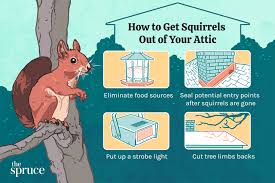 How To Get Squirrels Out Of The Attic