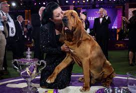 top prize at Westminster Dog Show ...