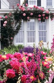 beautiful rose flower gardens stock