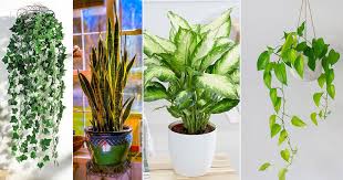 13 Fast Growing Indoor Plants In India