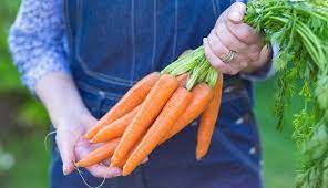 Benefits Of Eating Carrot Washingtonian Post gambar png