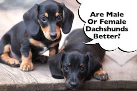 are male or female dachshunds better