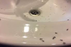 get rid of ants in bathroom drain