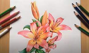 how to draw lilies step by step