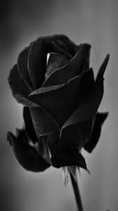 Aesthetic Black Roses Wallpapers posted ...