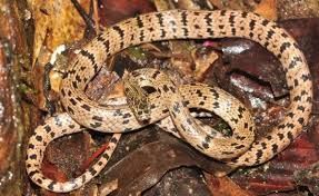 A New Species Of Wolf Snake Found In Cambodia