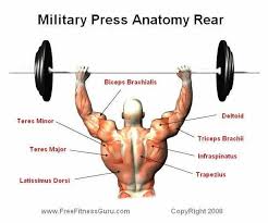 Military Press Anatomy Rear Military Press Gym Workout