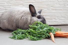safe wood and other plants for rabbits
