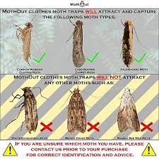 mothout 8 pheromone clothes moth traps