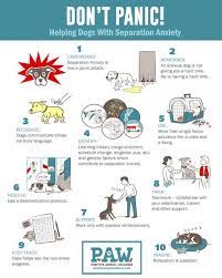separation anxiety in dogs don t panic