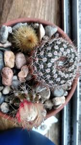 Ferrocactus wislizeni and the other 2 are echinocactus grusonii. Are These Two Cacti Moldy Or Is That White Fuzz Normal Little Yellow Guy On The Top Left Is Dead Af Ignore Him The Other Two Both Have Little White Fuzzy Areas
