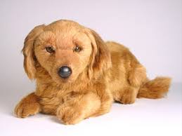 longhaired dachshund puppy 2255