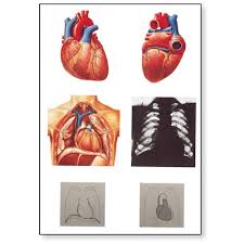The Heart I Chart Anatomy
