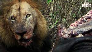 Makulu Mapogo Has Dinner In The Rain | Archive Lion Footage - YouTube