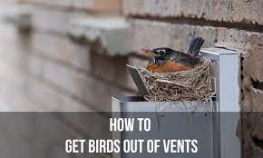 How To Get Birds Out Of Vents Most
