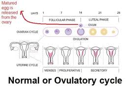 Anovulatory Cycle How To Get Pregnant Naturally Ovulatory