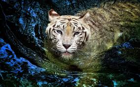 43 tiger in water wallpaper