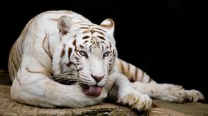 white tiger 8k wallpaper 4 573