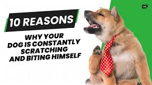 your dog is constantly scratching