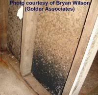 Without it, mildew won't have nothing to grow from. Black Mildew On Damp Basement Walls And Ceilings