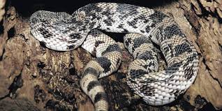 wildlife puts out call for pine snakes