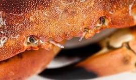 What is dark crab meat?