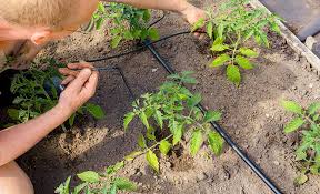 Drip Irrigation Ing Guide The Home