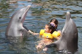 dolphin isted therapy our experience
