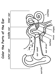 The ear coloring page from face and body category. Print Coloring Image Momjunction Anatomy Coloring Book Ear Anatomy Mom Junction