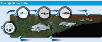 Cara mancing kakap putih di siang hari mungkin masih asing untuk para pemancing. Tentang Barramundi Alias Ikan Kakap Sohib Mancing Mania ÙÙŠØ³Ø¨ÙˆÙƒ