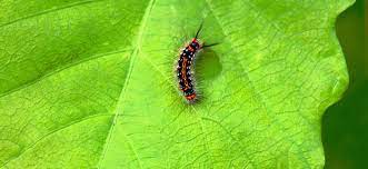 Get Rid Of Caterpillars On Plants
